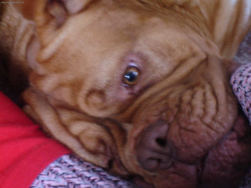 Foto: Baruninka