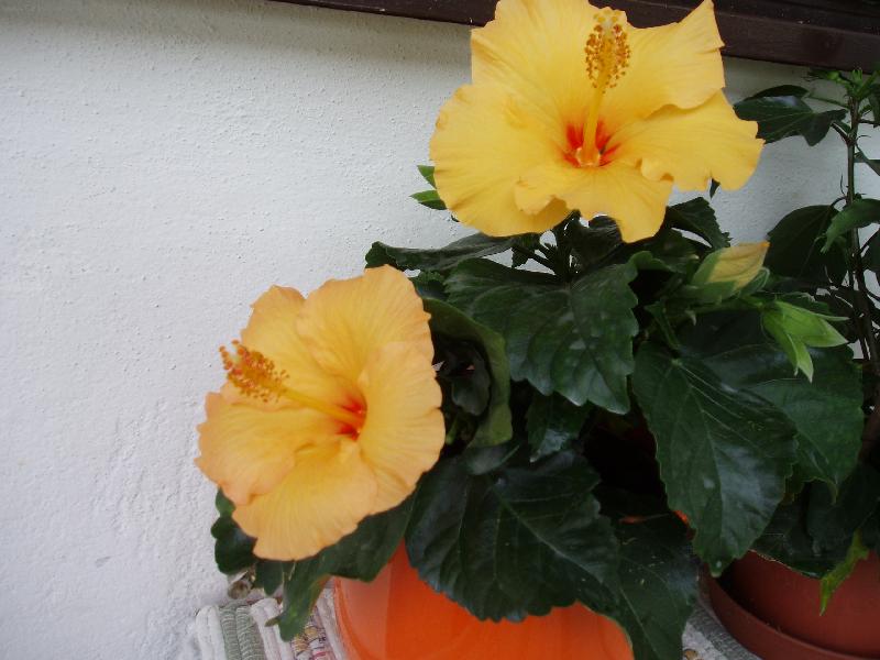 Foto: Kv�t