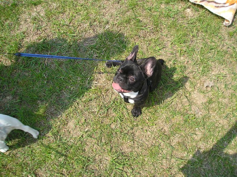 Foto: Blueberry