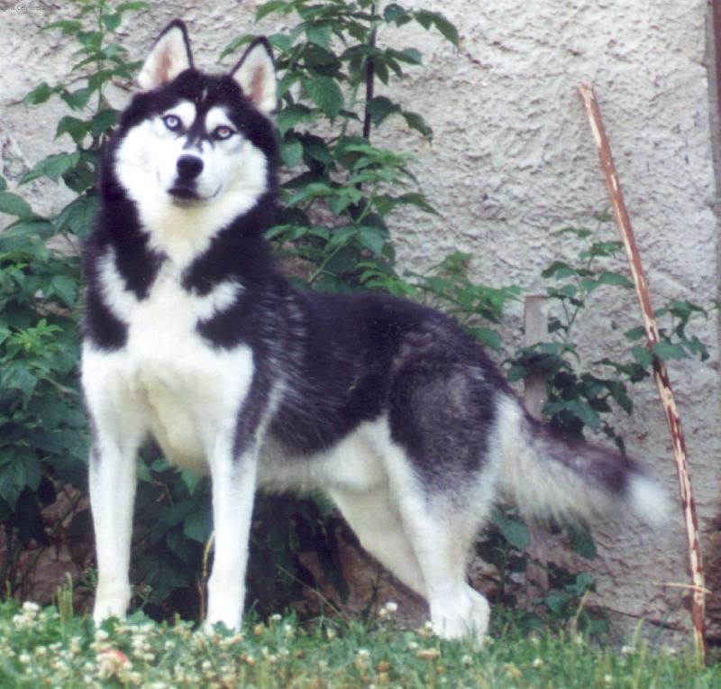 Foto: George-...st�le ve st�ehu, co kdyby b�ela ko�i�ka