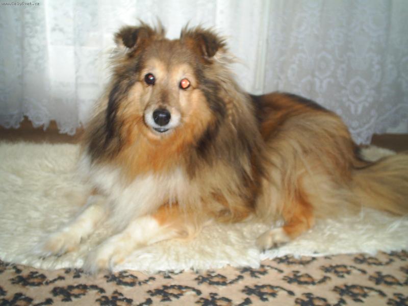 Foto: Alsinka
