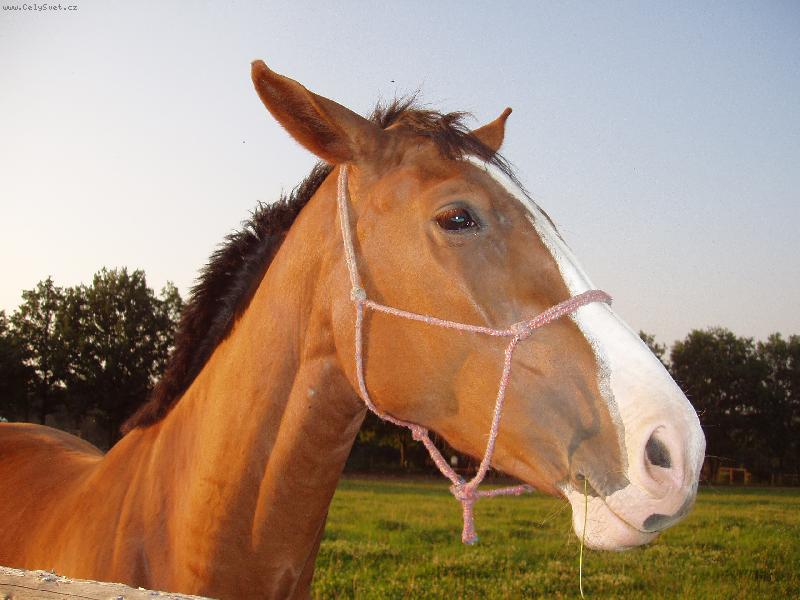 Foto: LOPINKA
