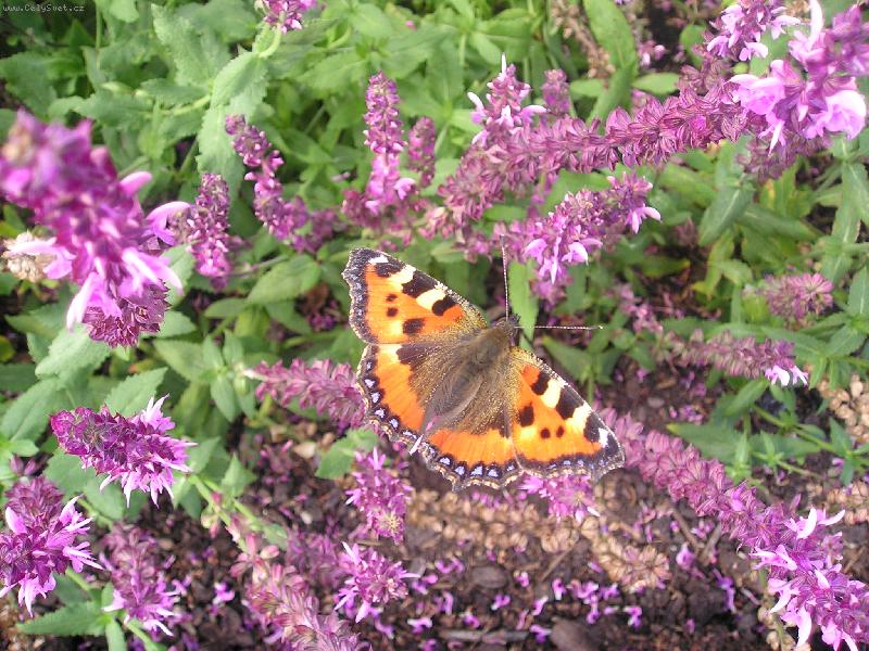 Foto: motyl
