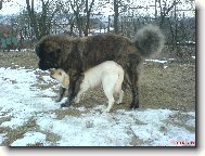Na�i pejsci labradorka Kettynka a kavkaz�k Hugo
