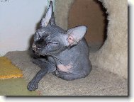 kanadsk� sphynx