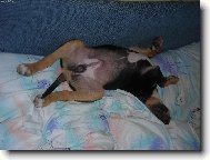 Reg� TK spink�