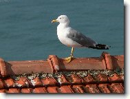 Racek na st�e�e