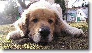 Znud�nost