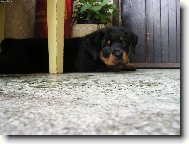 ostr� hl�da�