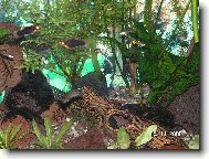 akv�rium