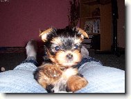 Na�e 8 t�denn� �t���tko Nelinka