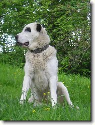 Čing Borojo