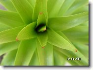 Rostlina
