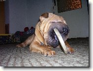 Princ a kole�ko