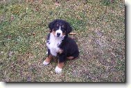 C�zar