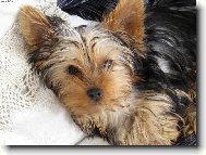 Max�k