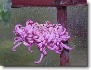 chryzant�ma