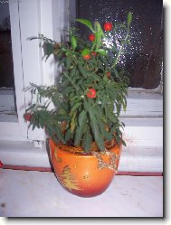 na�e rostlina