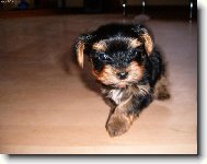 Max�k