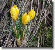 �lut� krokus