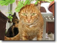 Pohled �elmy