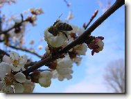 v�elka M�ja