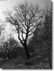 strom �ivota