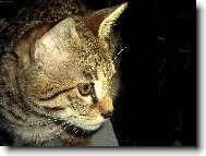 Savanov� ko�ka