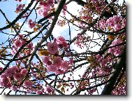 Jarn� magnolie