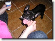 buldo�ek Hugo