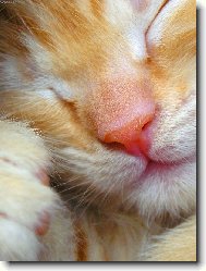 spink�m-neru�it