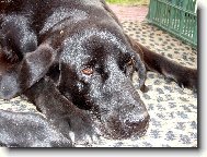 na�e holky