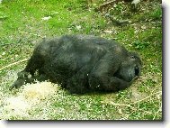 ZOO Le�n�
