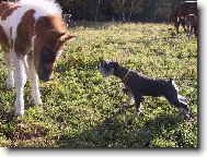 Beru�ka a ponny