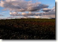 Horizont