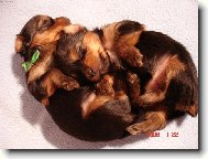 Vst�vej, u� ti kru�� v b�i�e!
