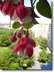 kvetouc� kr�sa
