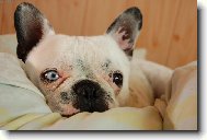 spink�n�