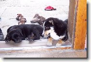 Denynka a Ad�lka