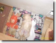 Ps� miminko