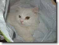 Lili v ta�ce