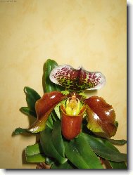 JEDNA Z MAMIN�IN�CH ORCHIEJEK