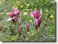 Kv�ty magnolie