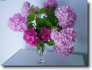 �eck� hortenzie