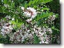 Trnovn�k, ak�cie, ak�t