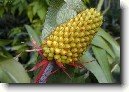 �chmea
