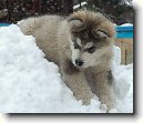 Alja�sk� malamut