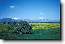 Al��rsko