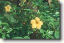 Alamanda po�istiv�
