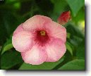 Alamanda po�istiv�